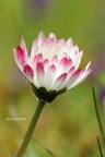 Gänseblümchen (Bellis perennis)